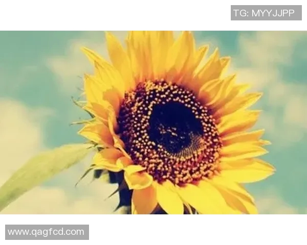 德岛与向日葵的精彩对决揭示了足球的魅力与团队精神 德岛与向日葵的精彩对决揭示了足球的魅力与团队精神